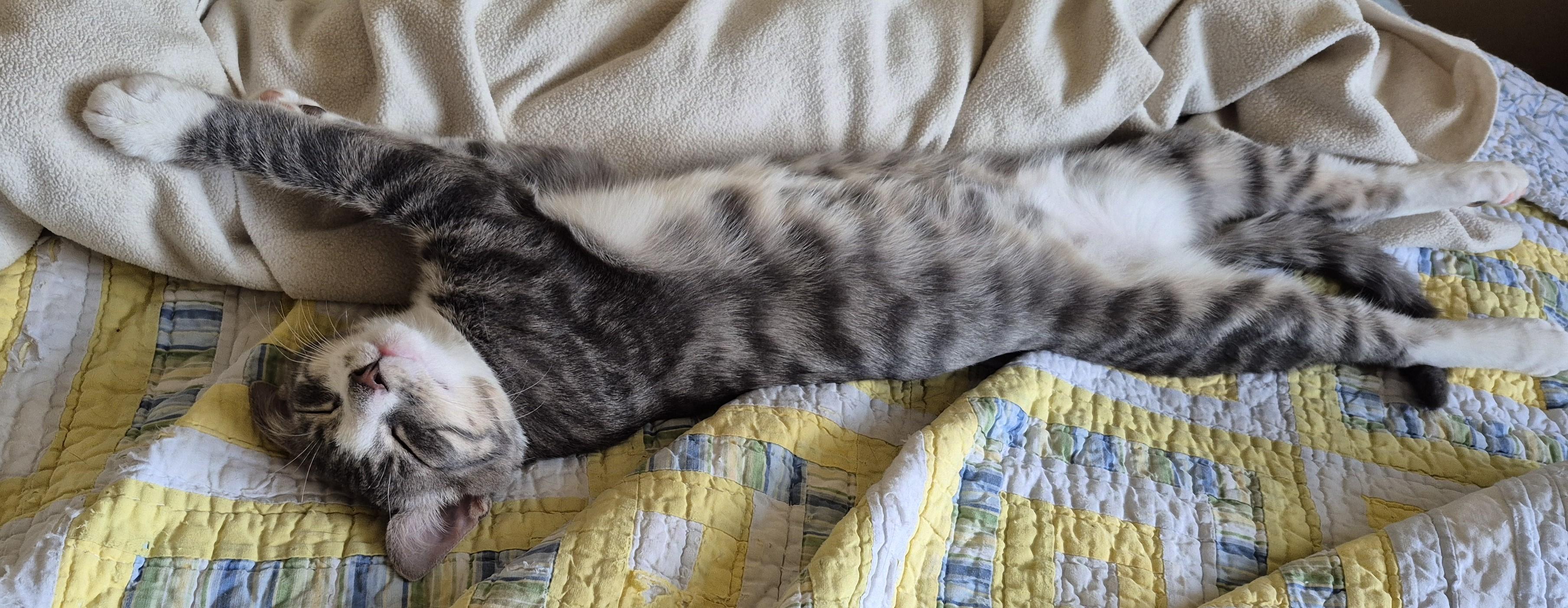 RIPPLE, a Adoptable Domestic Short Hair in Highland Park, NJ image 2/4