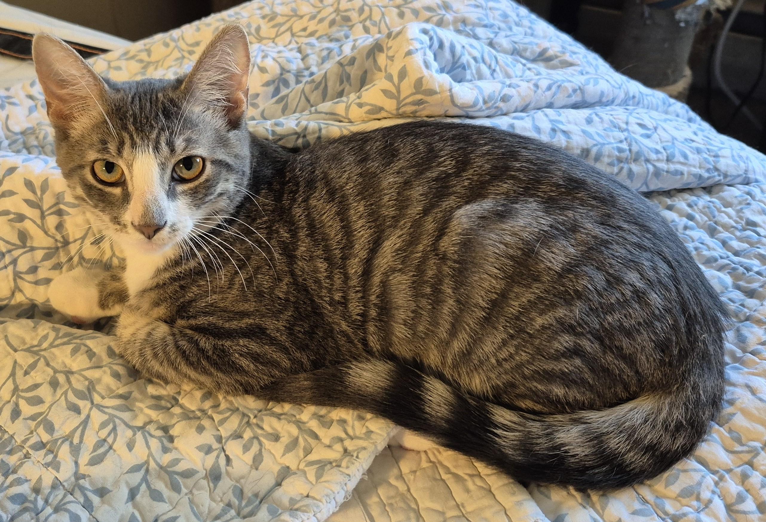 RIPPLE, Adoptable, Young Male Domestic Short Hair.