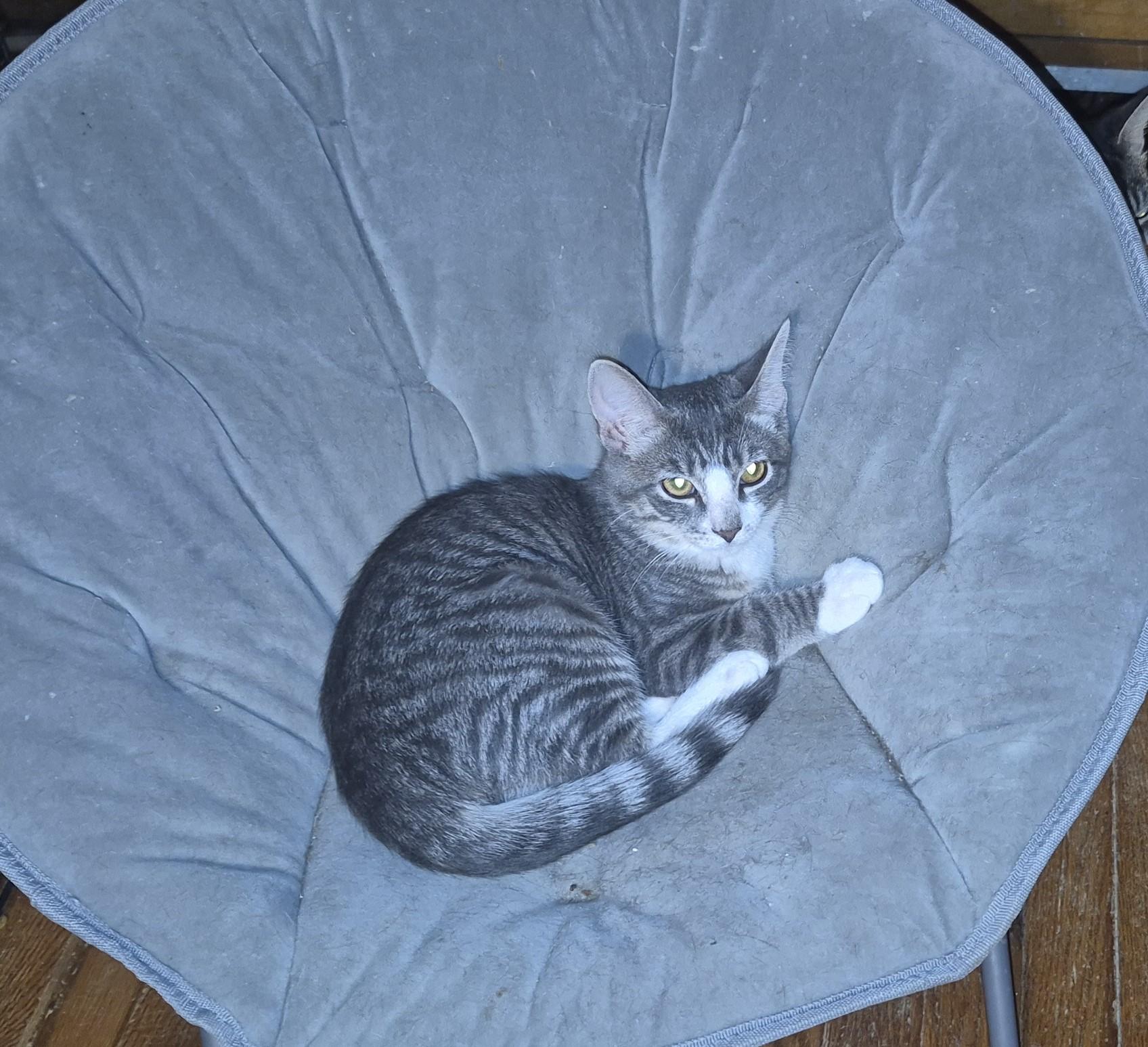 RIPPLE, a Adoptable Domestic Short Hair in Highland Park, NJ image 3/4