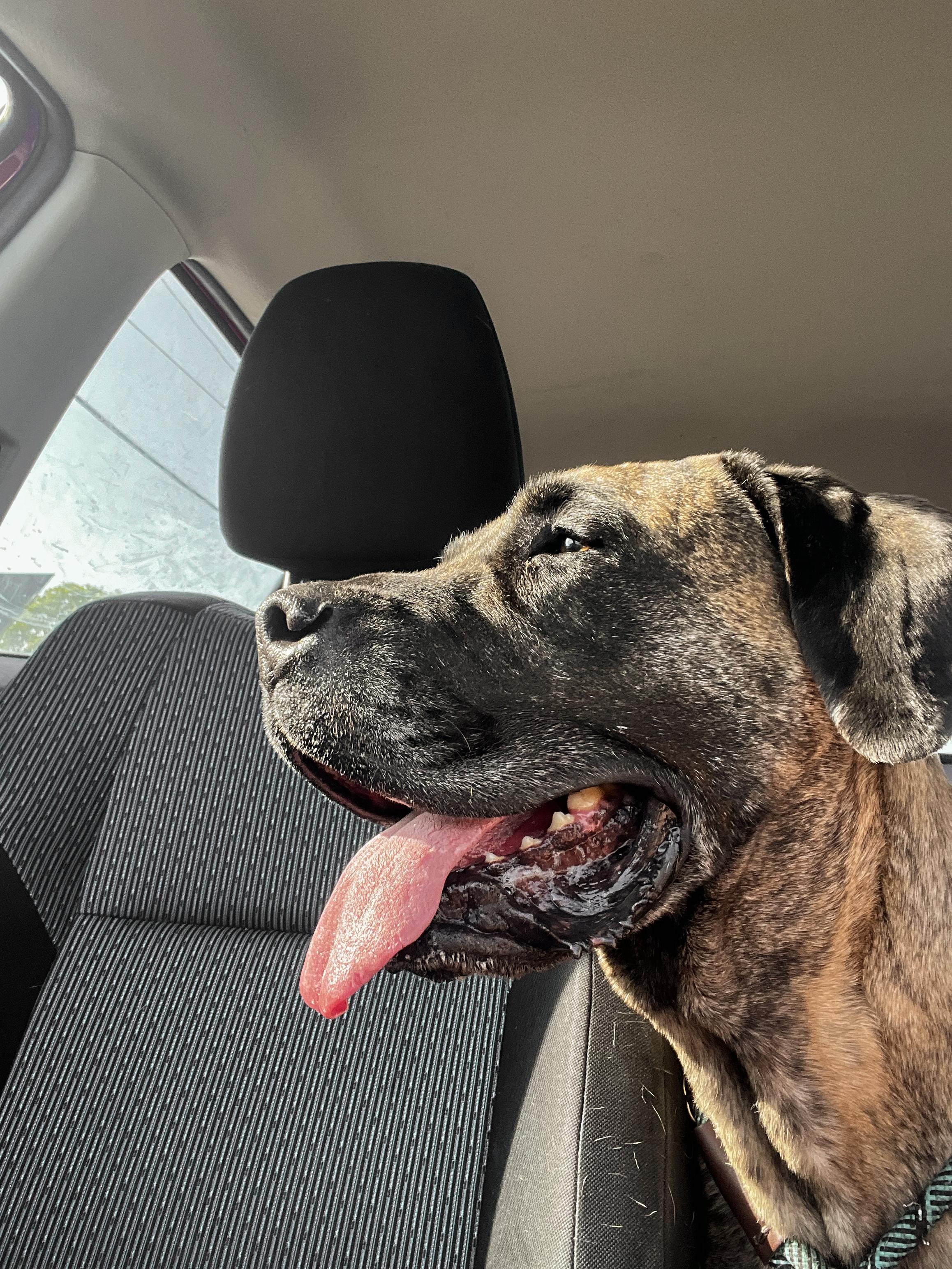 Enlarge GEORGE - Needs a Foster/Forever Home, a Adoptable mixed breed in Birmingham, MI image 4/6