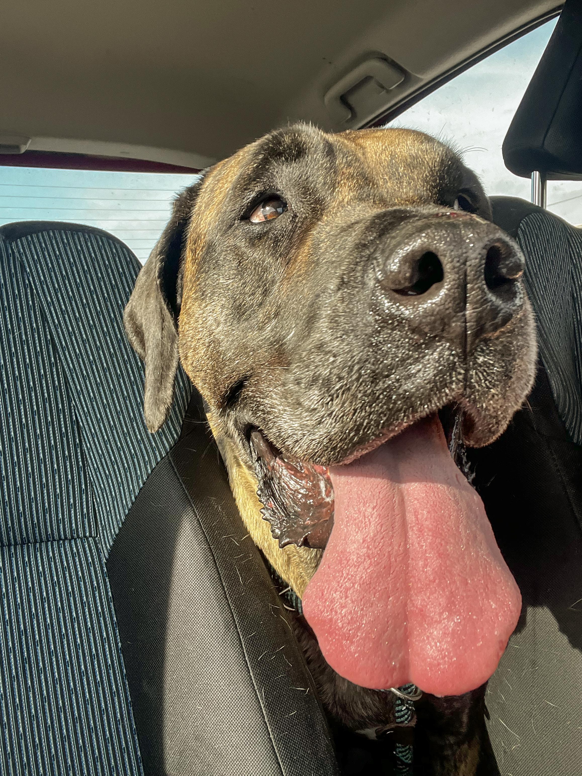 Enlarge GEORGE - Needs a Foster/Forever Home, a Adoptable mixed breed in Birmingham, MI image 2/6