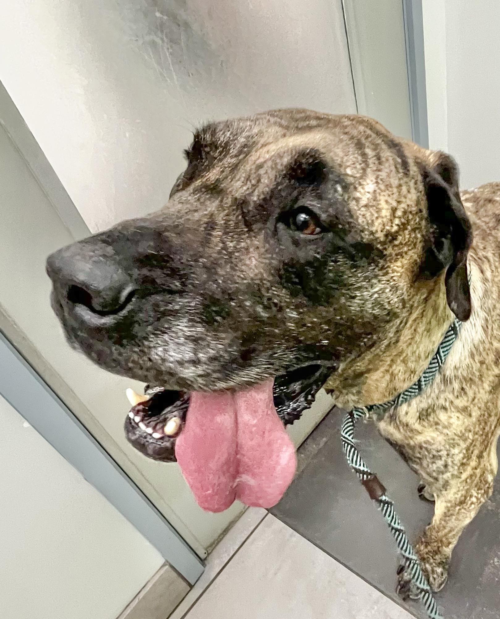 GEORGE - Needs a Foster/Forever Home, Adoptable, Adult Male Mastiff & Great Dane.