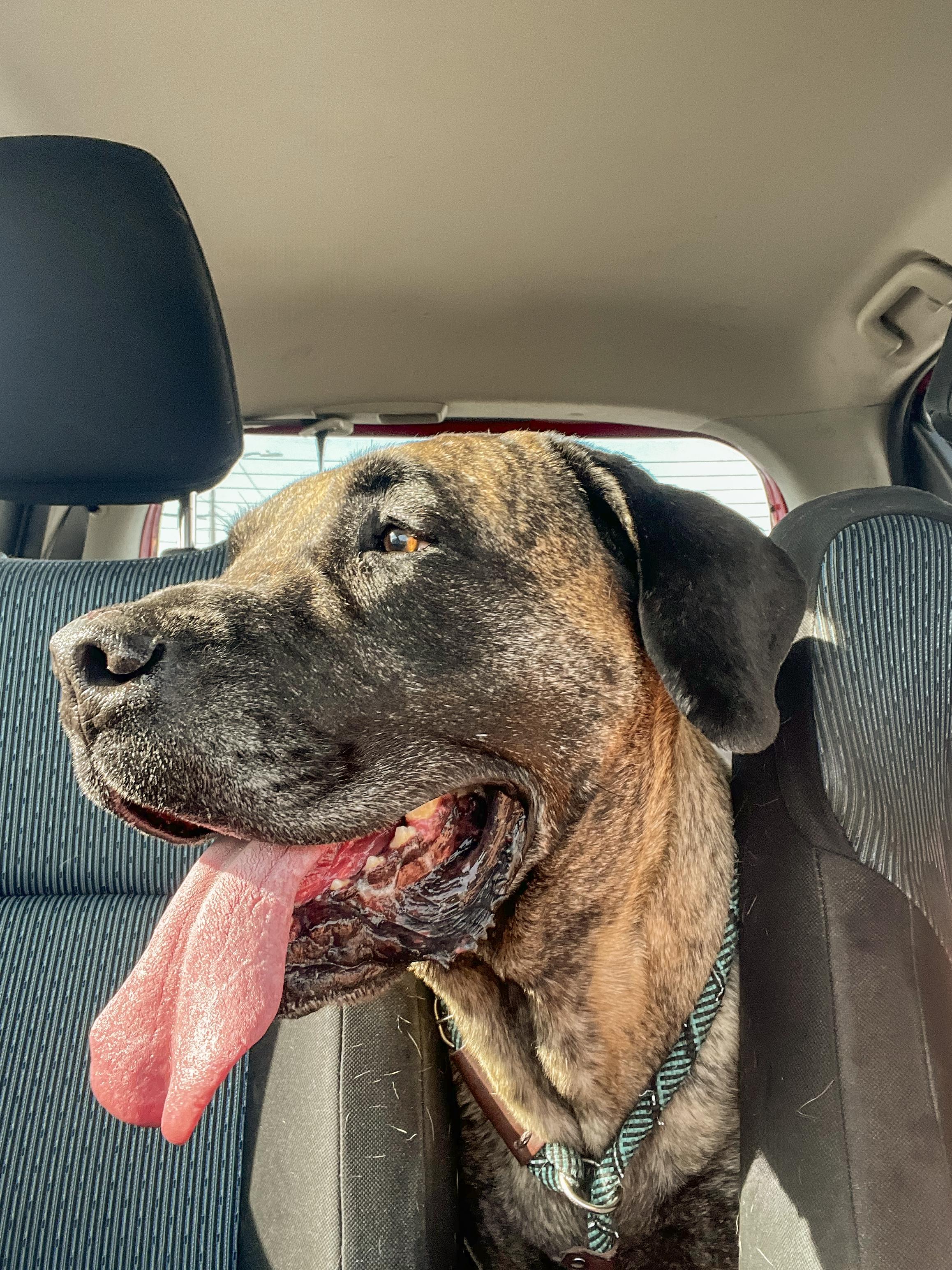 Enlarge GEORGE - Needs a Foster/Forever Home, a Adoptable mixed breed in Birmingham, MI image 6/6