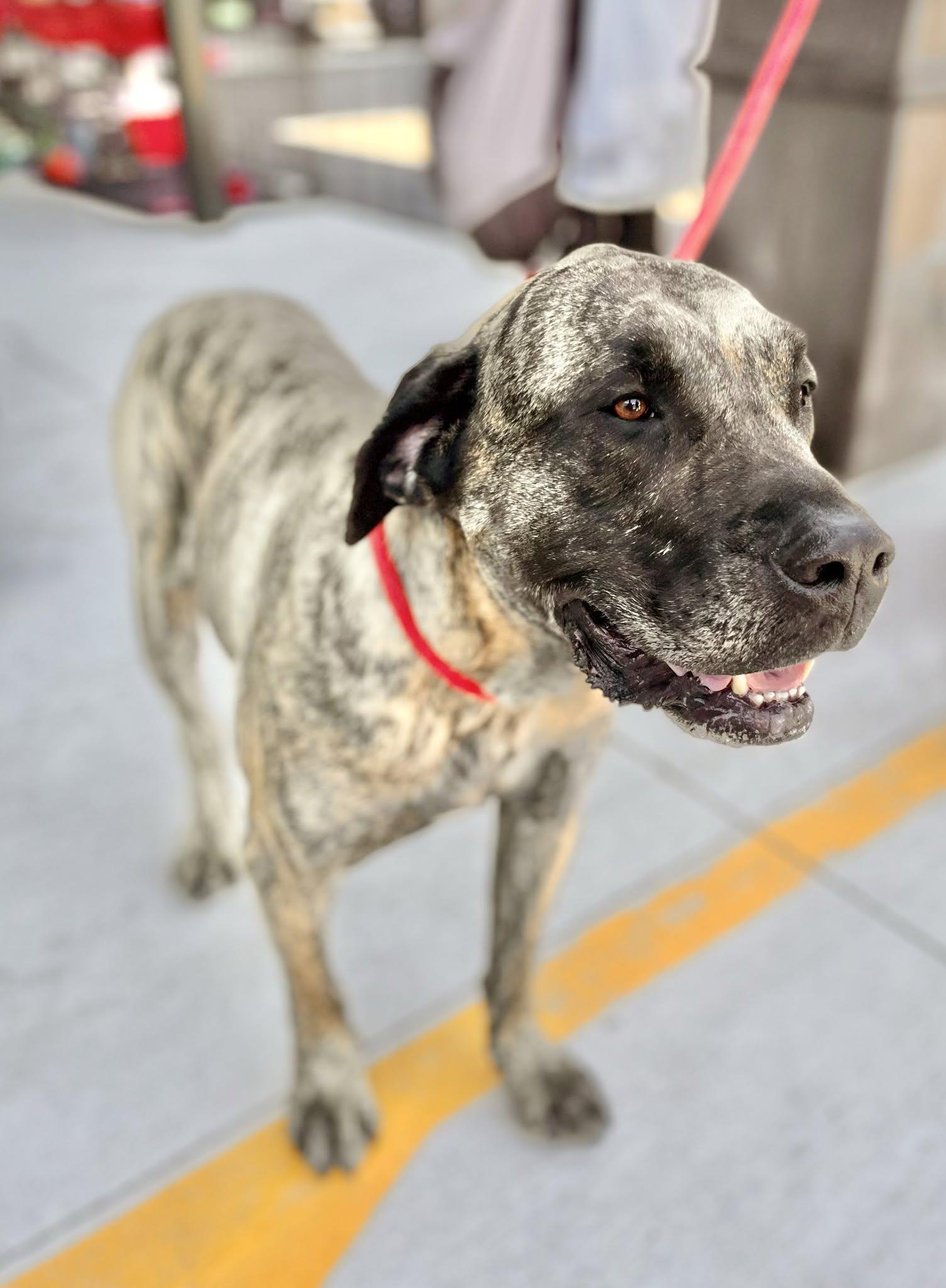 Enlarge GEORGE - Needs a Foster/Forever Home, a Adoptable mixed breed in Birmingham, MI image 3/6