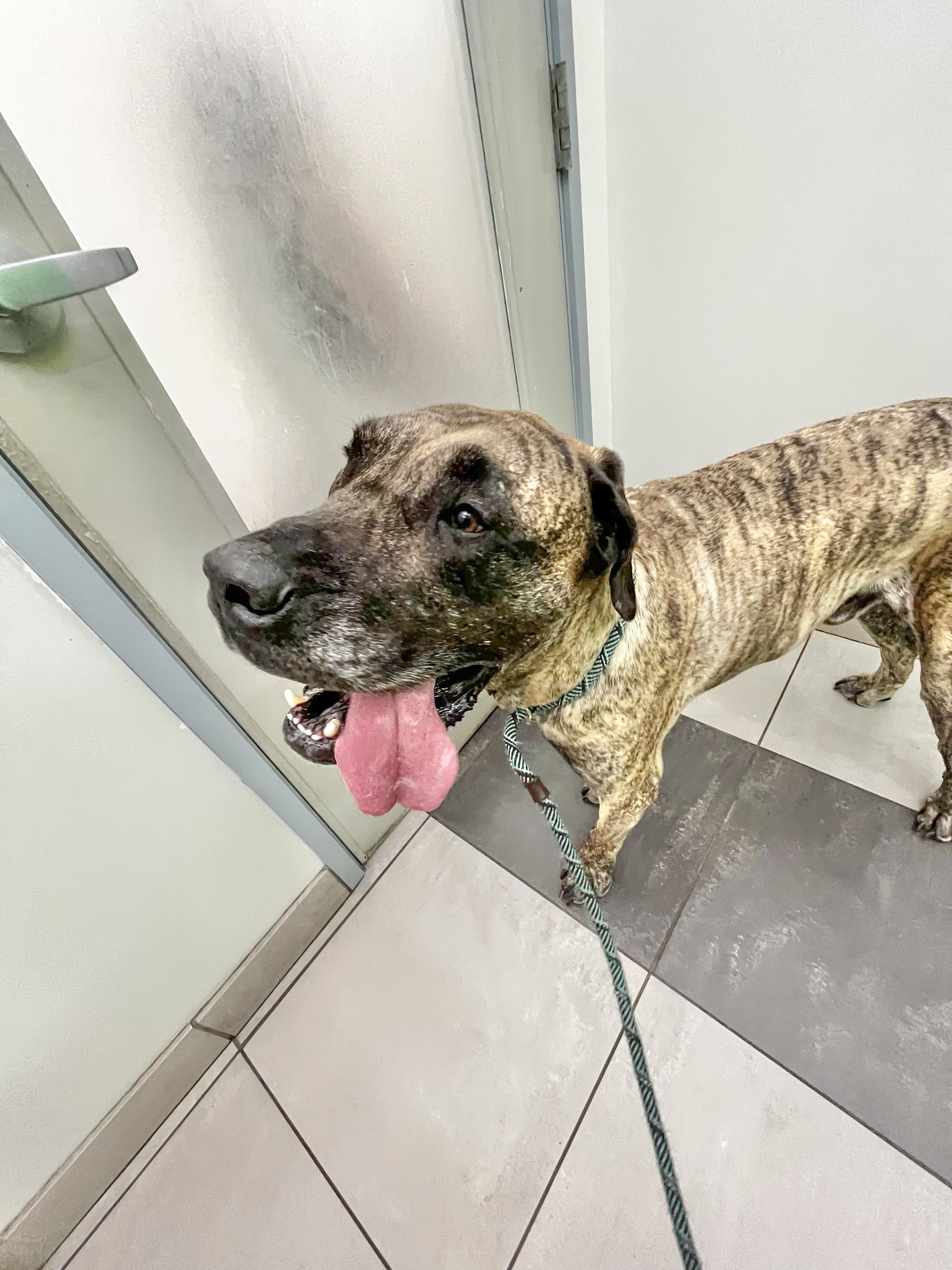 Enlarge GEORGE - Needs a Foster/Forever Home, a Adoptable mixed breed in Birmingham, MI image 5/6
