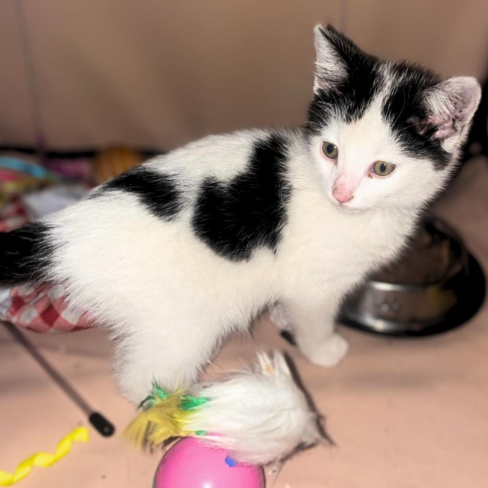 Enlarge Blanca, a Adopted American Shorthair in Huntington Beach, CA image 1/3