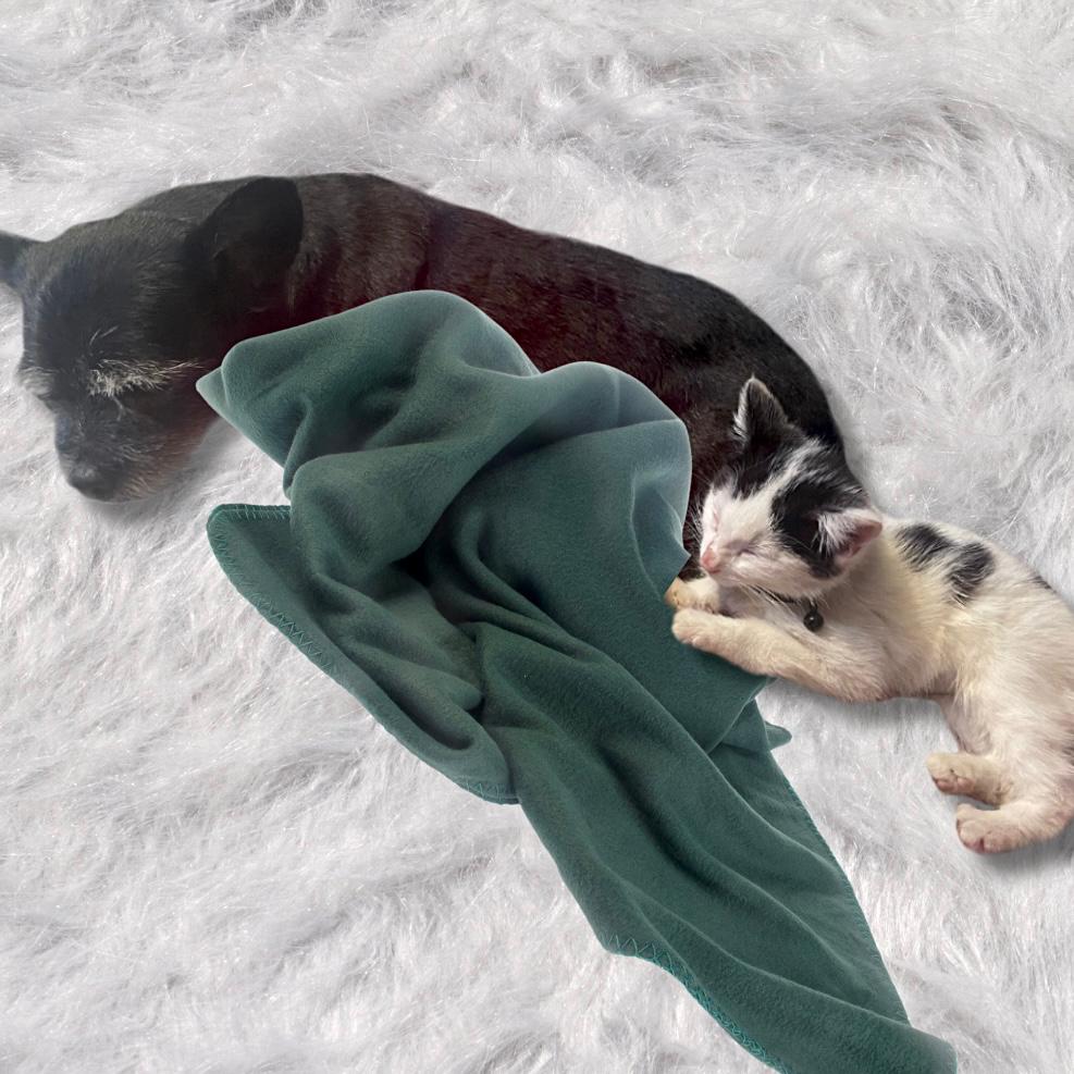 Enlarge Blanca, a Adopted American Shorthair in Huntington Beach, CA image 3/3