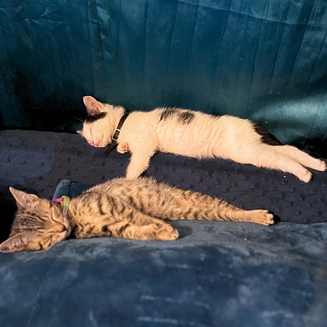 Enlarge Blanca, a Adopted American Shorthair in Huntington Beach, CA image 2/3