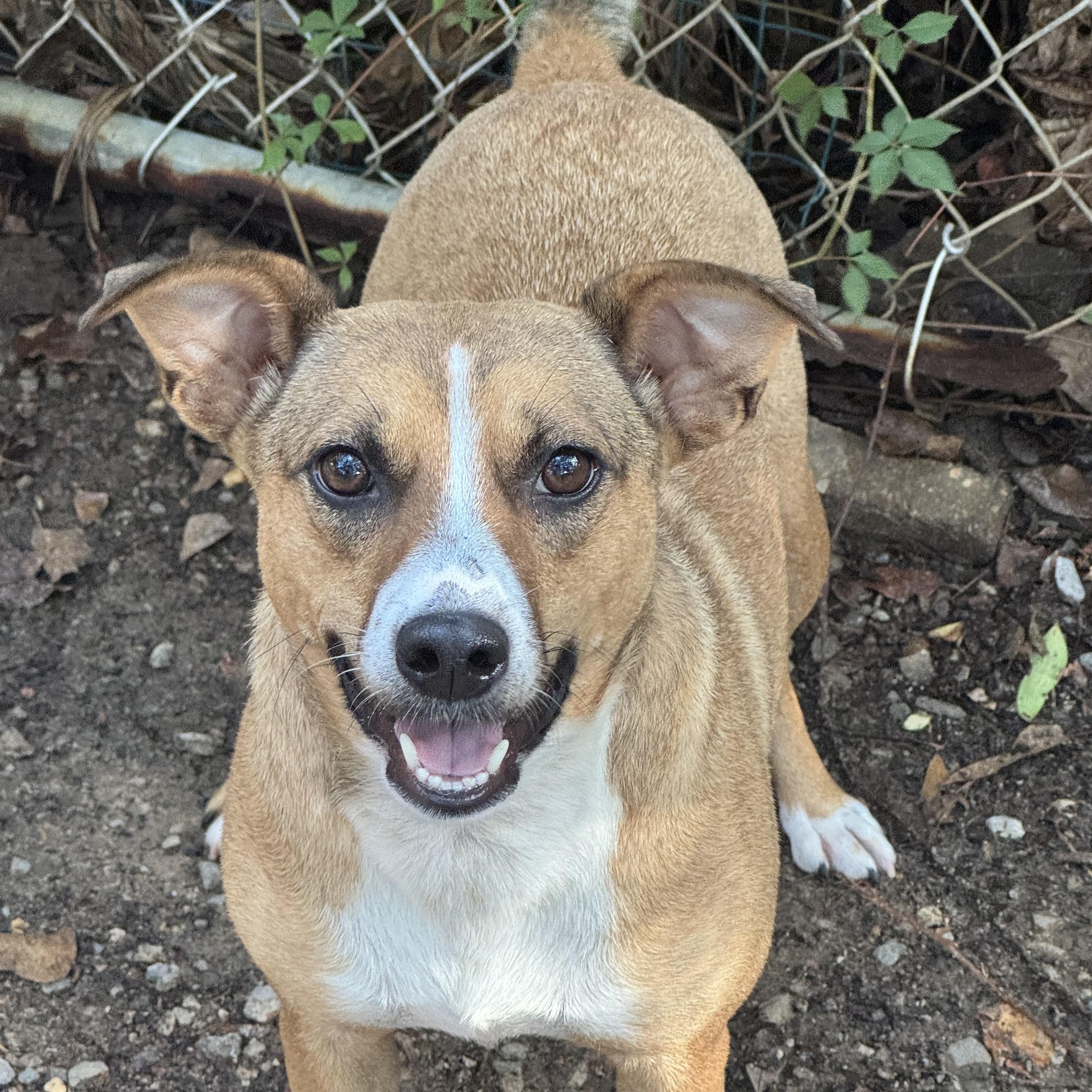 Lily, a ADOPTABLE mixed breed in Mobile, AL image 1/2