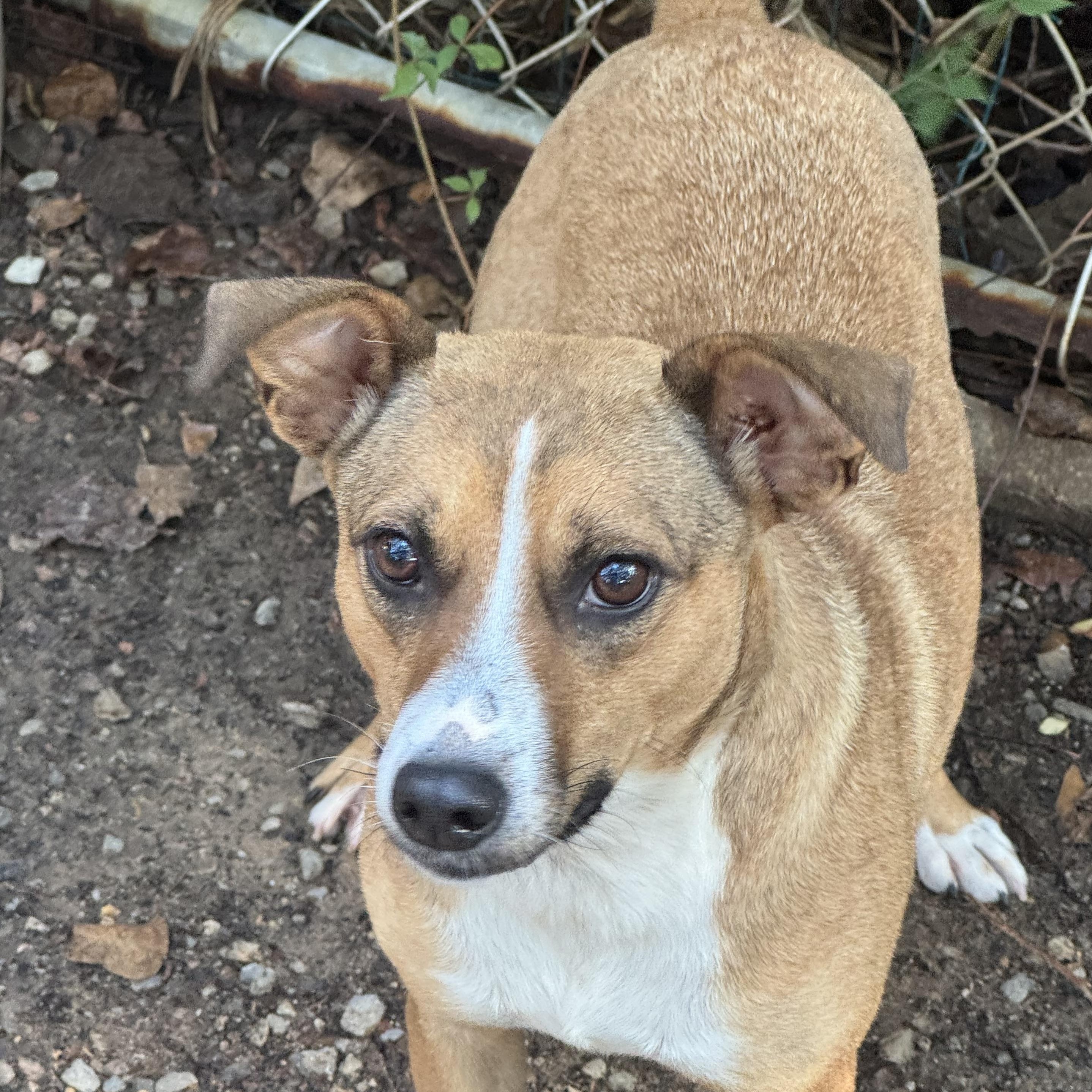 Lily, a ADOPTABLE mixed breed in Mobile, AL image 2/2