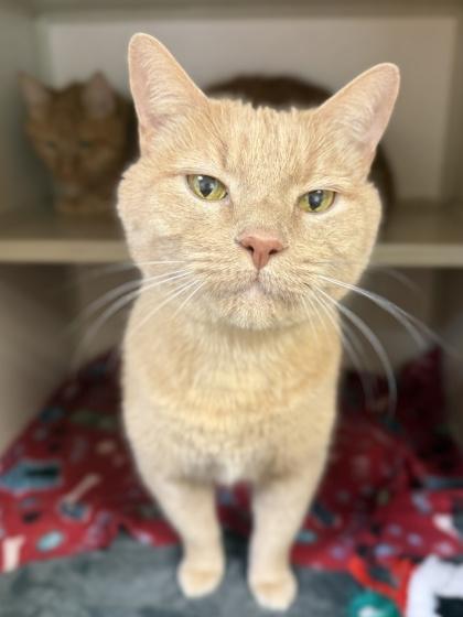 Remington, Adoptable, Senior Male Domestic Short Hair & Domestic Short Hair.