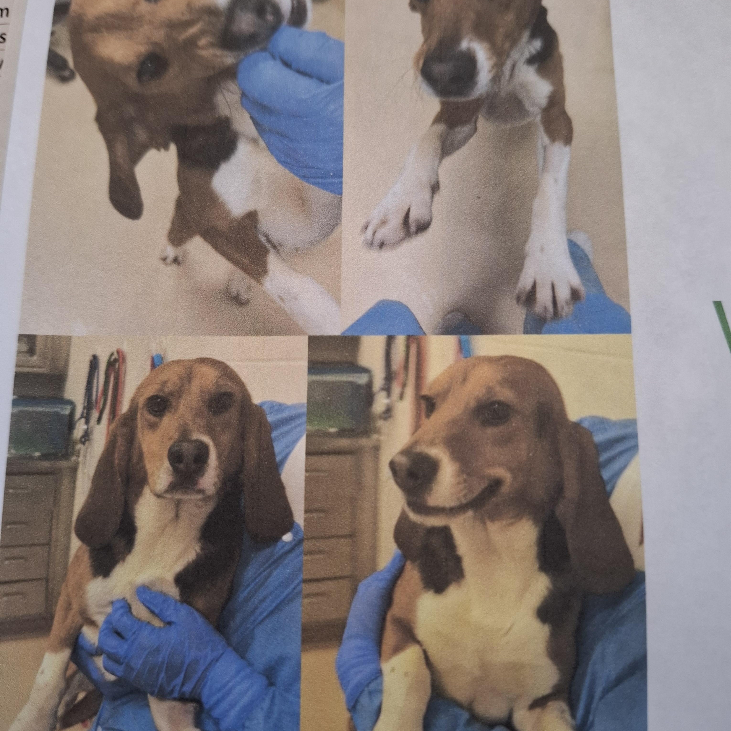 Enlarge Wilbur, a Adoptable Beagle in O'Fallon, MO image 1/1