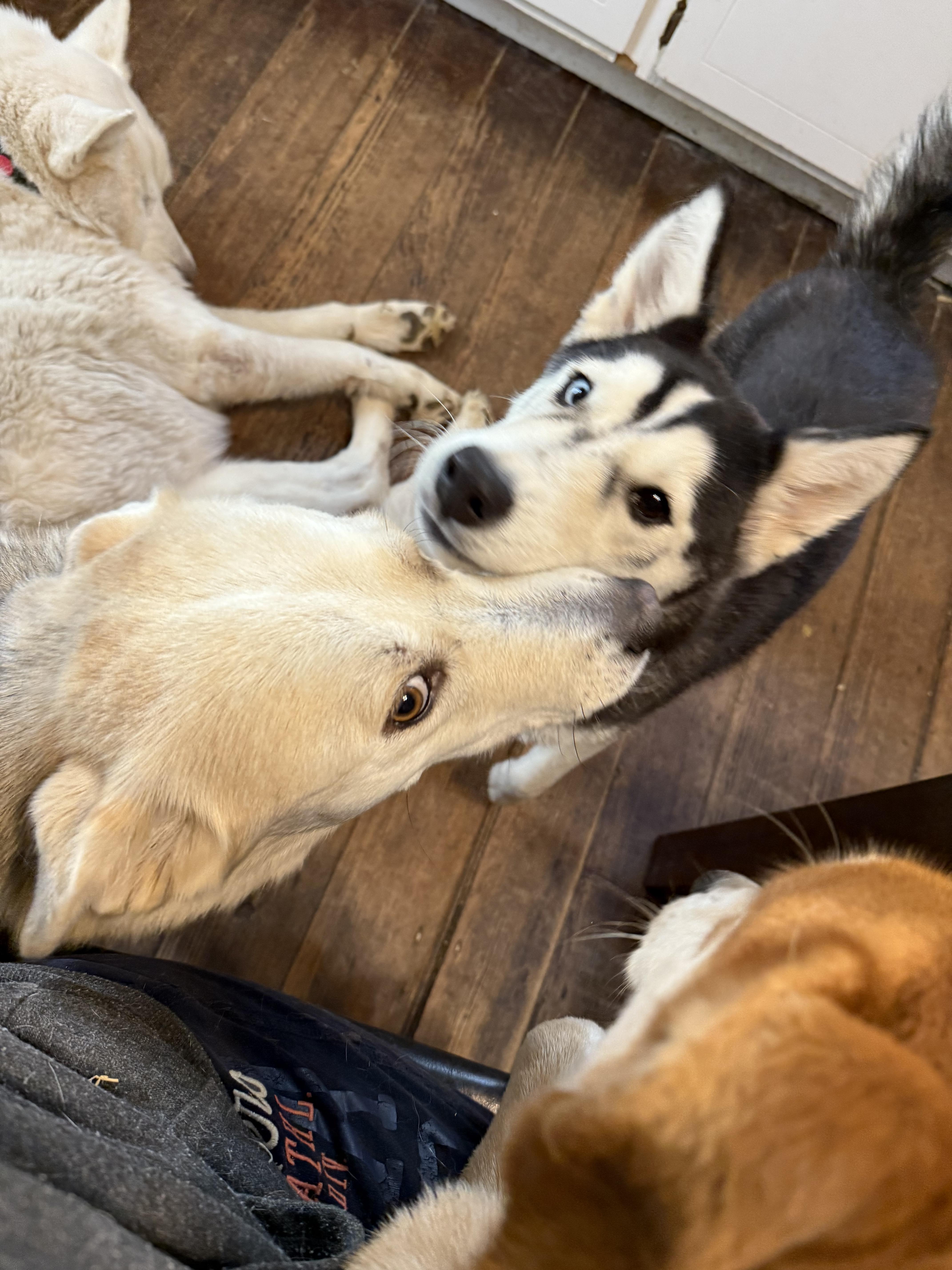 Dog for adoption - Zasha, a Siberian Husky in Wilmington, NC | Petfinder