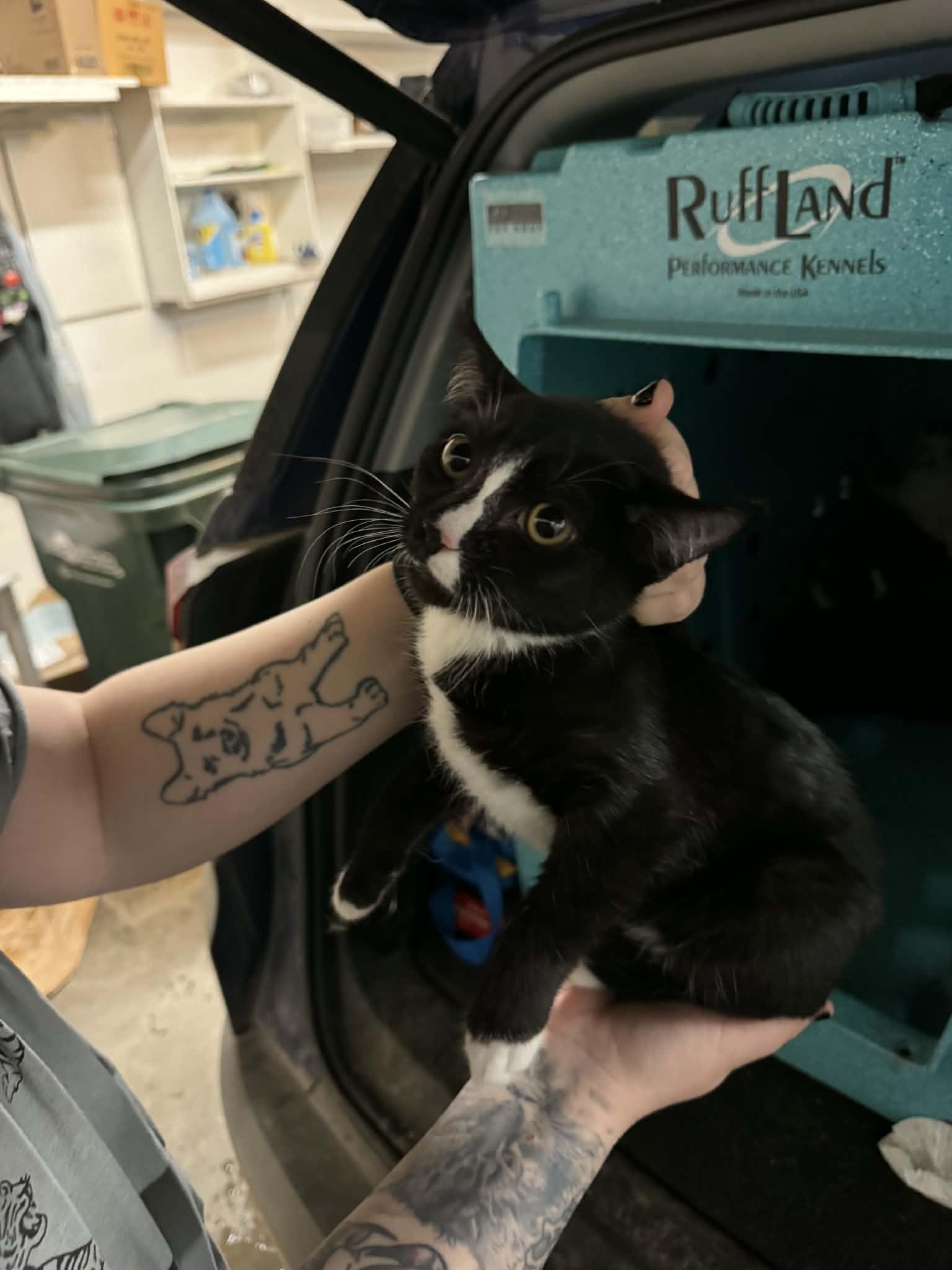 Mashed Potatoes, Adoptable, Kitten Male Domestic Medium Hair.