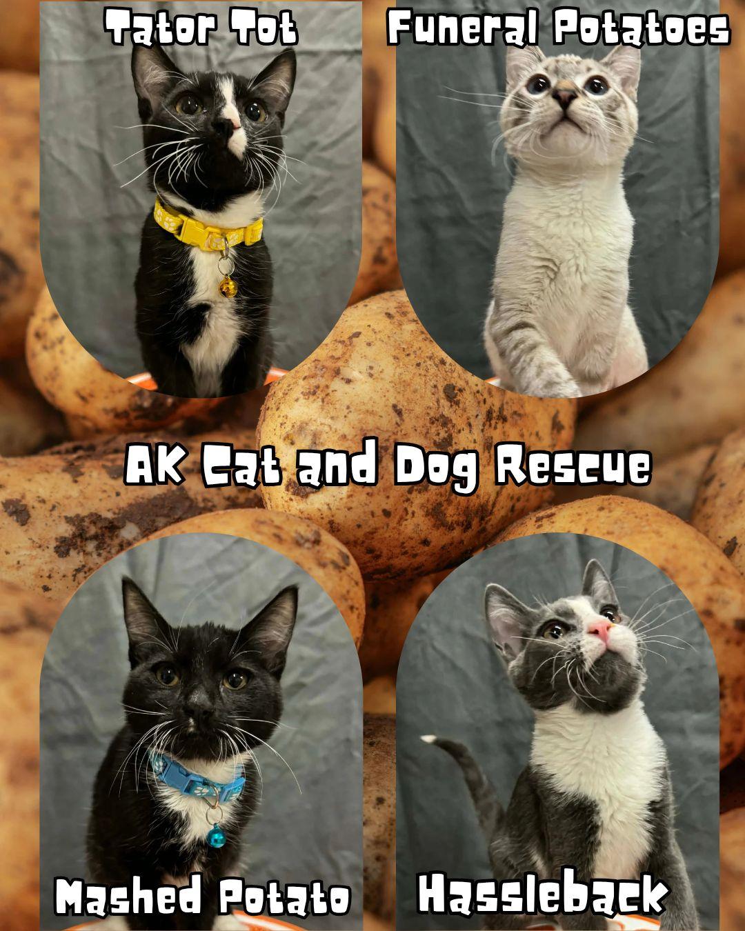 Enlarge Mashed Potatoes, a Adoptable mixed breed in Wasilla, AK image 3/3