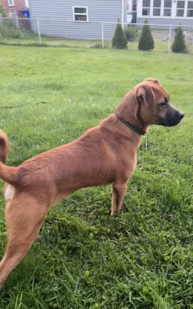 Paul, a Adoptable Hound in Amherst, NY image 2/6