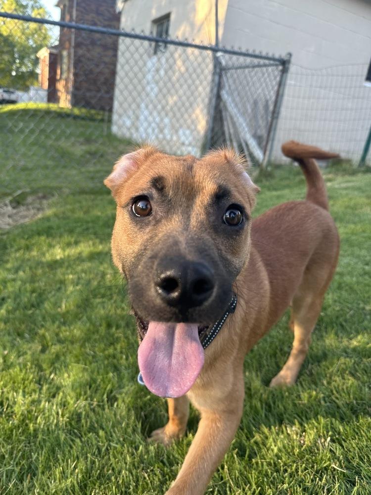 Paul, a Adoptable Hound in Amherst, NY image 3/6