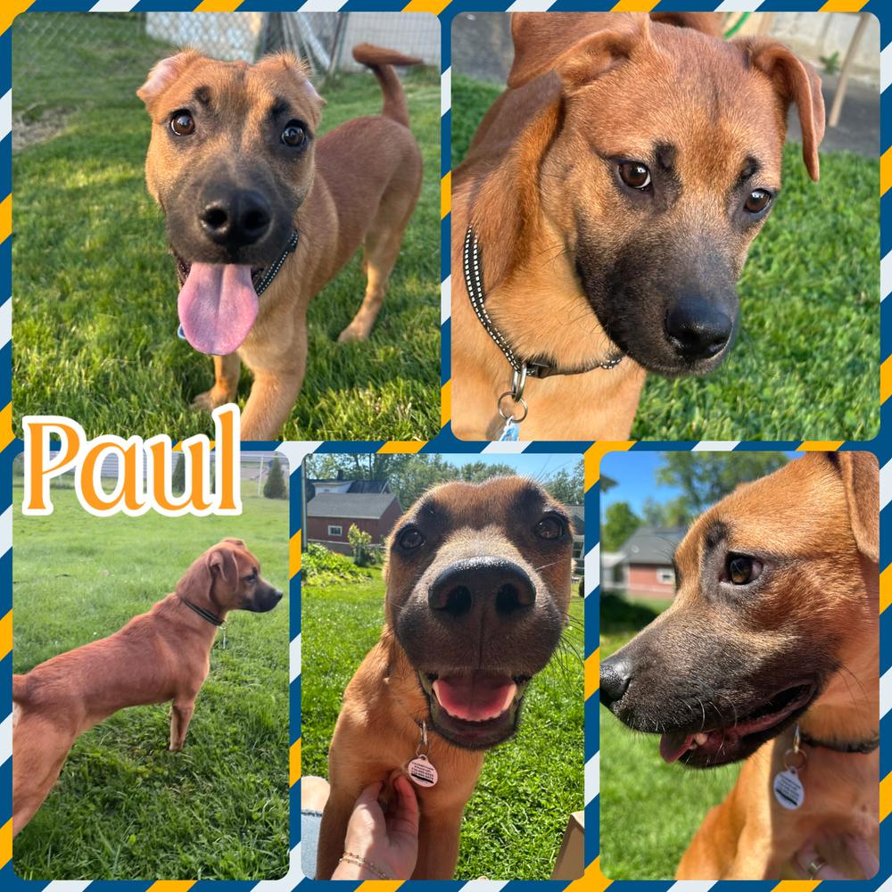 Paul, a Adoptable Hound in Amherst, NY image 4/6