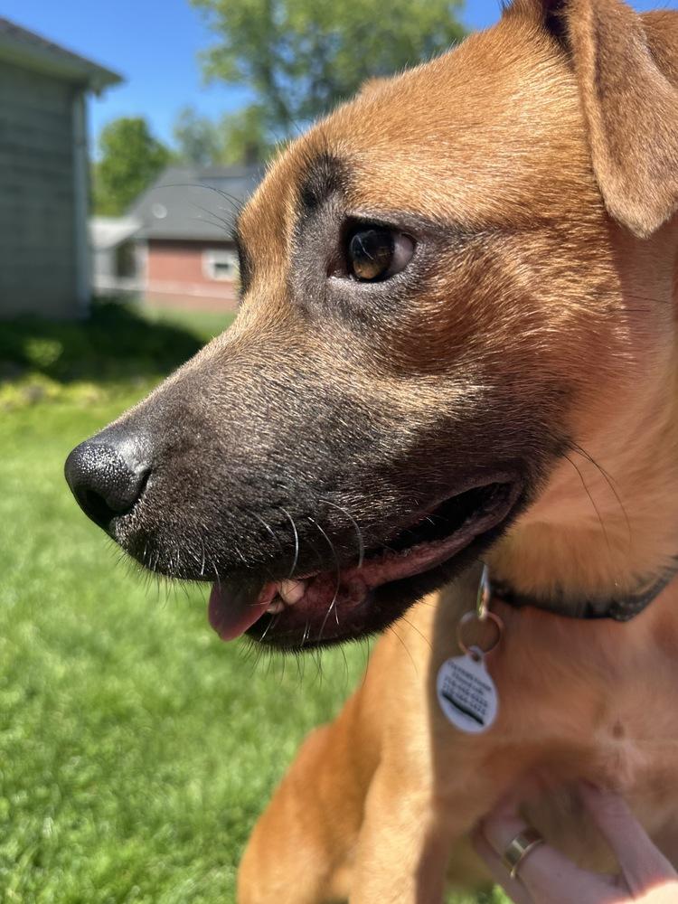 Paul, a Adoptable Hound in Amherst, NY image 5/6