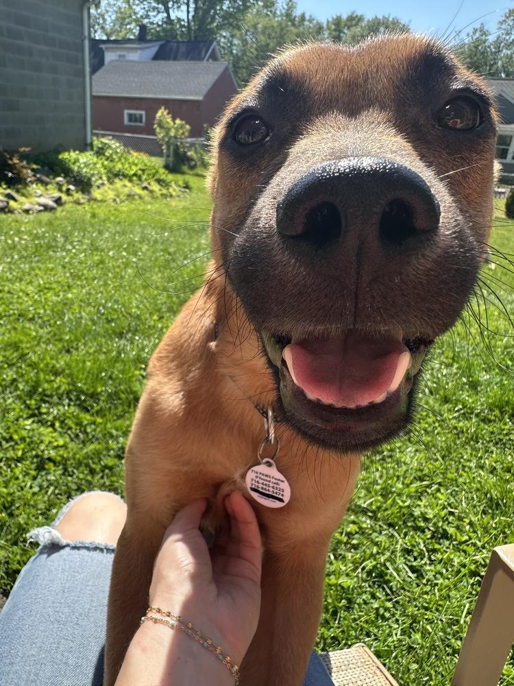 Paul, a Adoptable Hound in Amherst, NY image 6/6