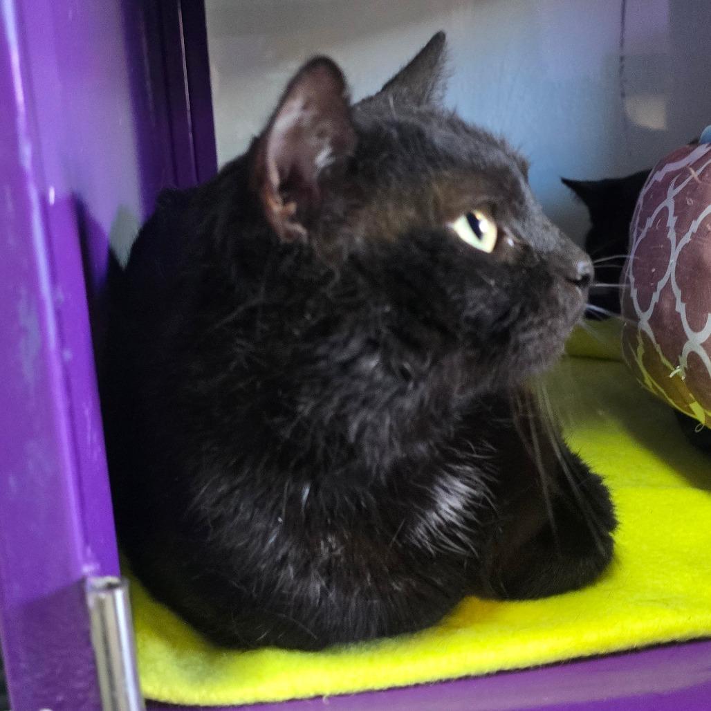 Licorice Houston — thumbnail 2