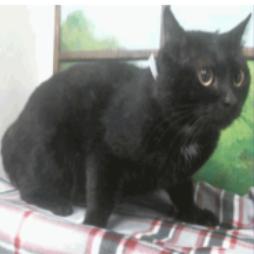 Licorice Houston — thumbnail 3