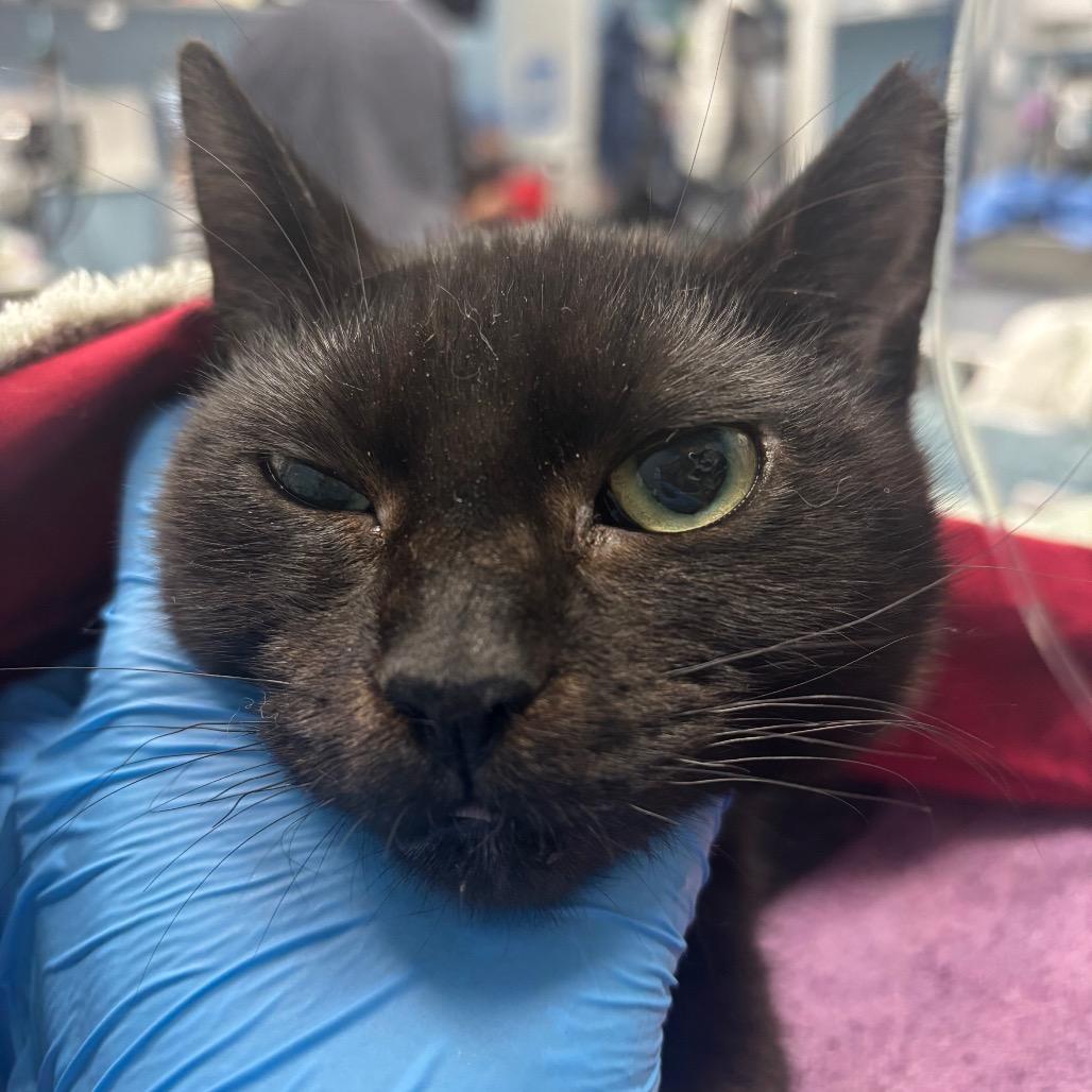 Enlarge Obsidian, a Adoptable Domestic Short Hair in Redwood City, CA image 1/1