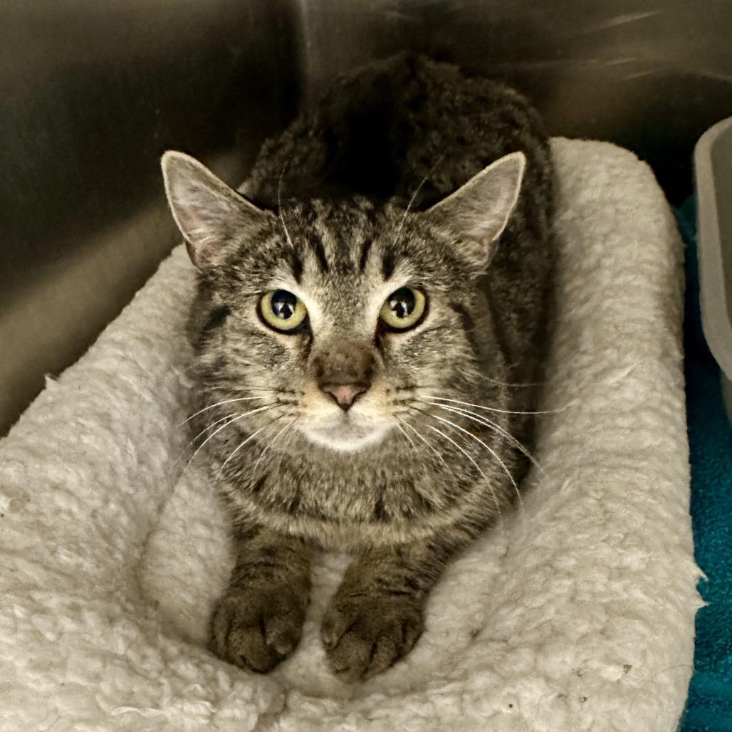 Enlarge Sammie, a Adoptable Domestic Short Hair in Middleburg Heights , OH image 1/6