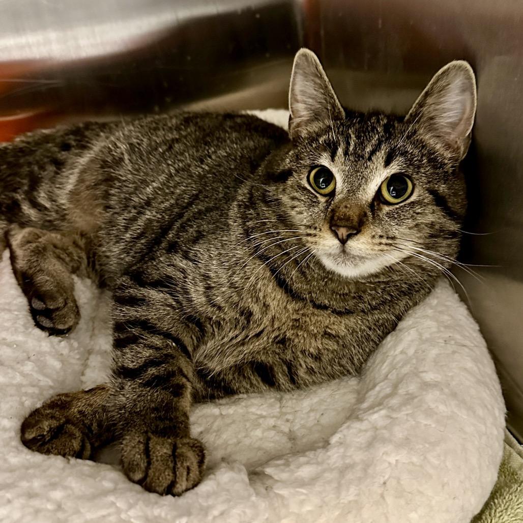 Enlarge Sammie, a Adoptable Domestic Short Hair in Middleburg Heights , OH image 2/6