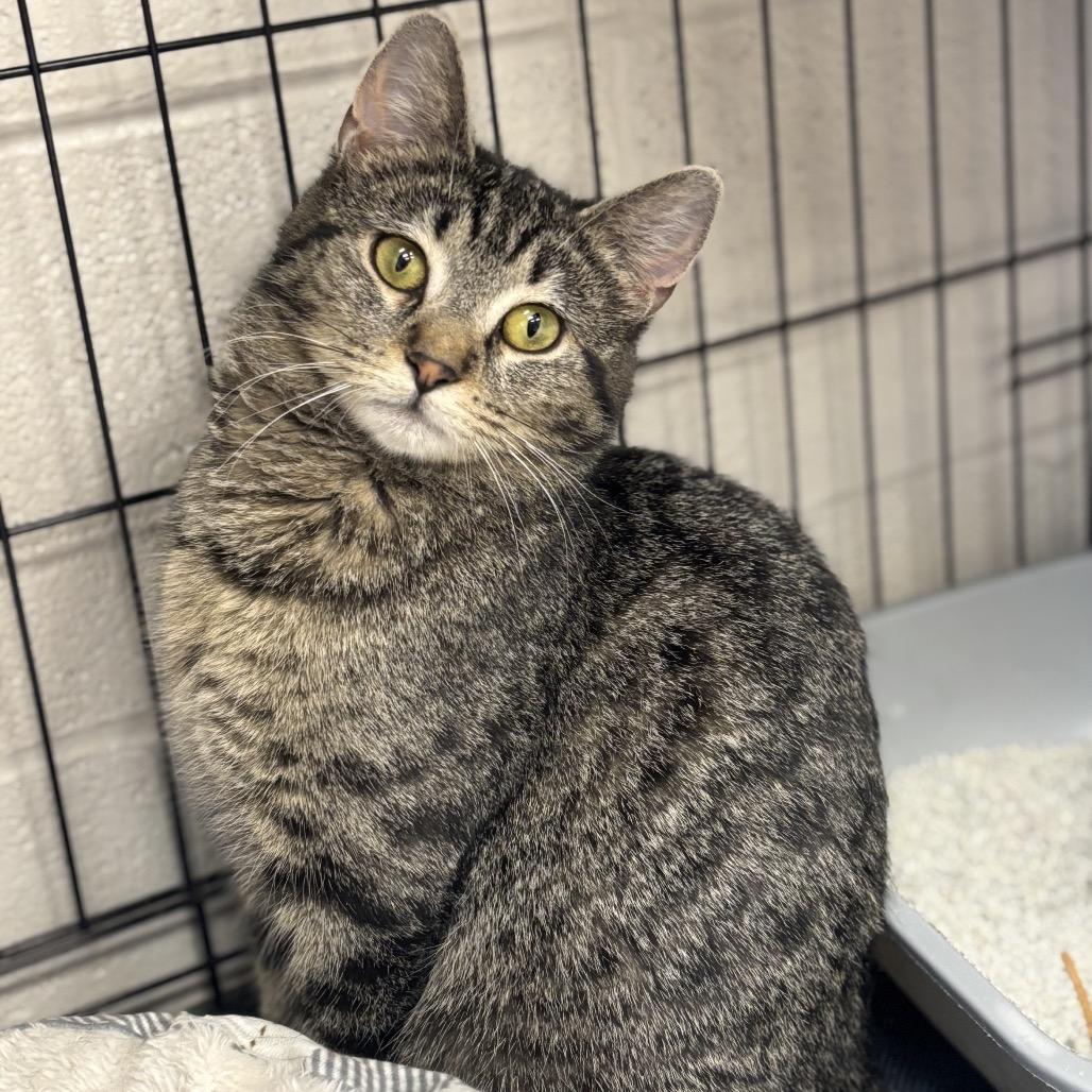 Enlarge Sammie, a Adoptable Domestic Short Hair in Middleburg Heights , OH image 3/6