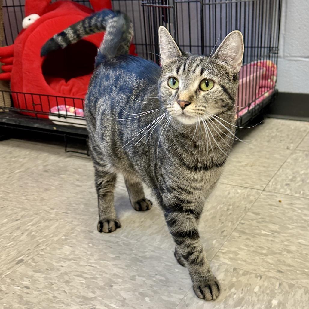 Enlarge Sammie, a Adoptable Domestic Short Hair in Middleburg Heights , OH image 4/6