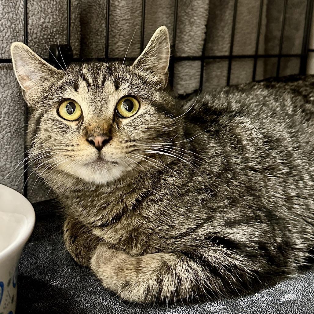 Enlarge Sammie, a Adoptable Domestic Short Hair in Middleburg Heights , OH image 5/6