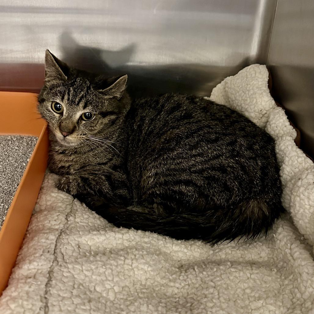 Enlarge Sammie, a Adoptable Domestic Short Hair in Middleburg Heights , OH image 6/6