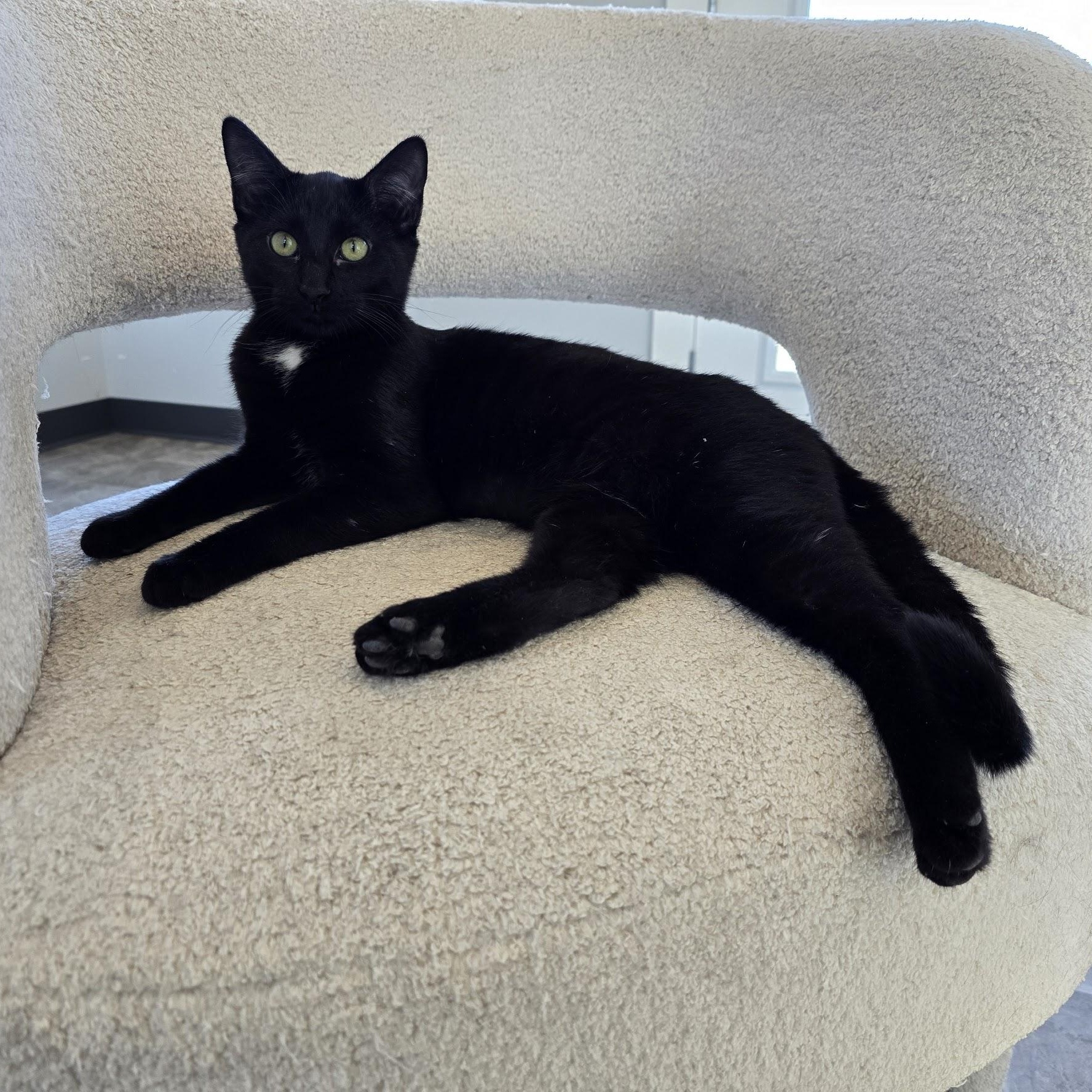 Ice, ADOPTABLE, Young Female Domestic Short Hair.