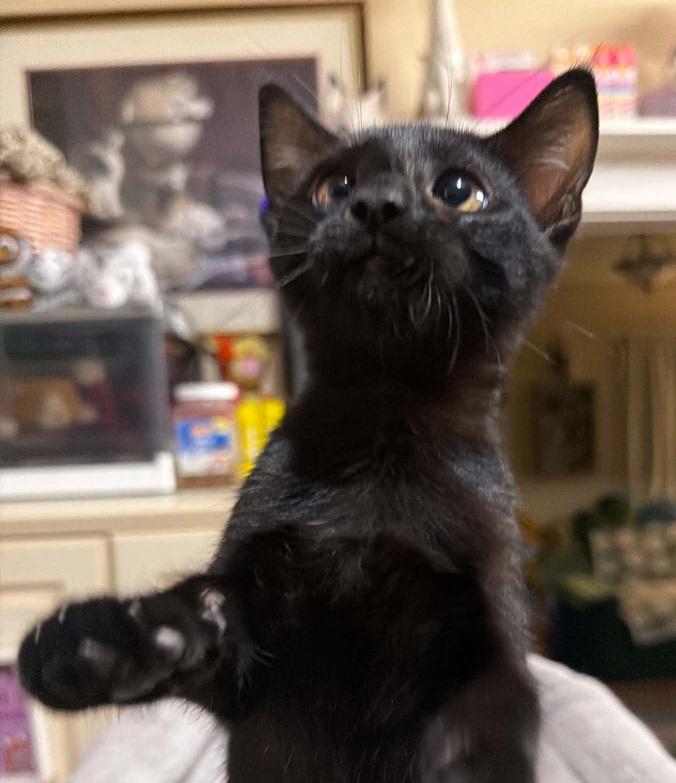 Enlarge Little Dove, a Adoptable Bombay in Waxahachie, TX image 3/5