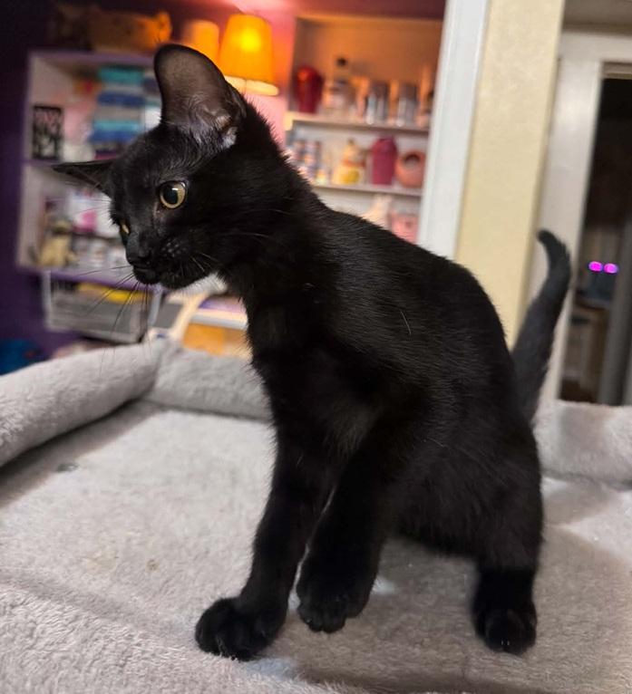 Enlarge Little Dove, a Adoptable Bombay in Waxahachie, TX image 1/5