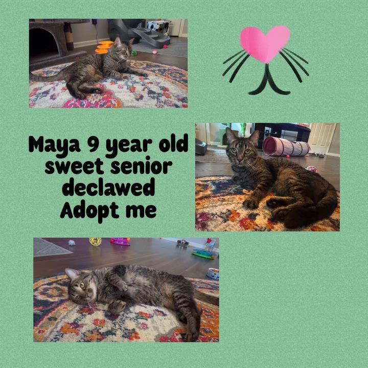 Enlarge Maya, a Adoptable Tabby in Howey in the hills, FL video 2/2