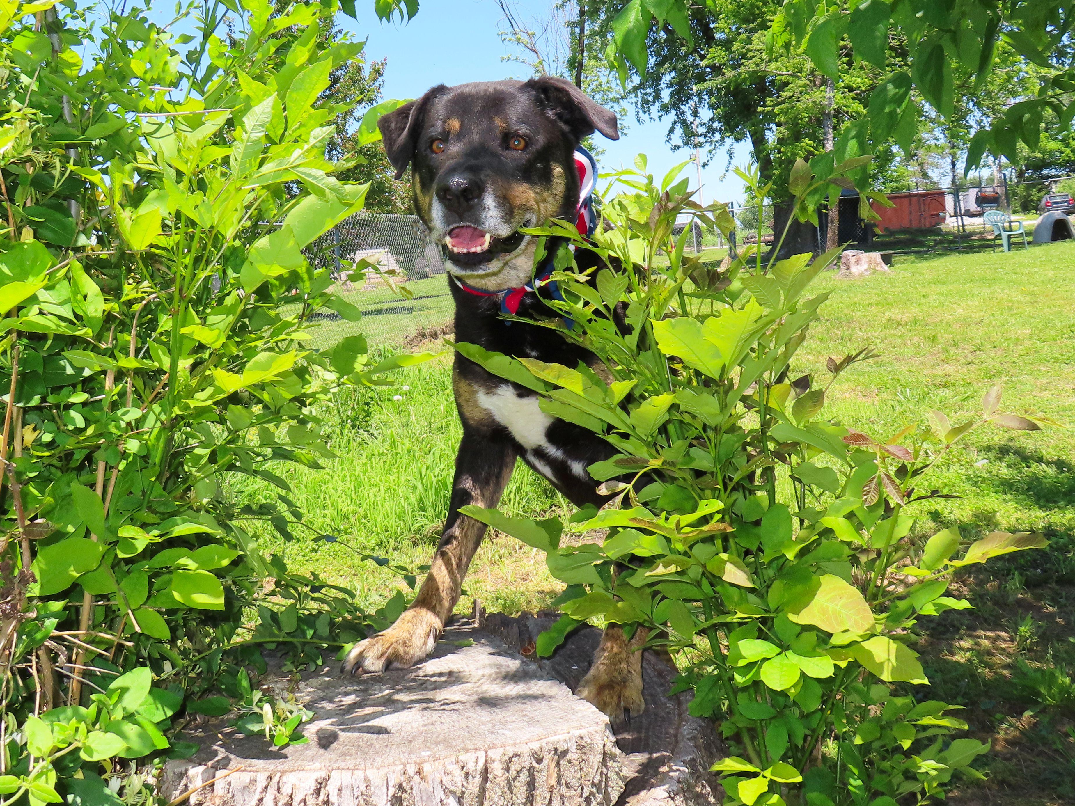 Enlarge Casey Jones  26C-52, a ADOPTABLE mixed breed in Rogers, AR image 3/5