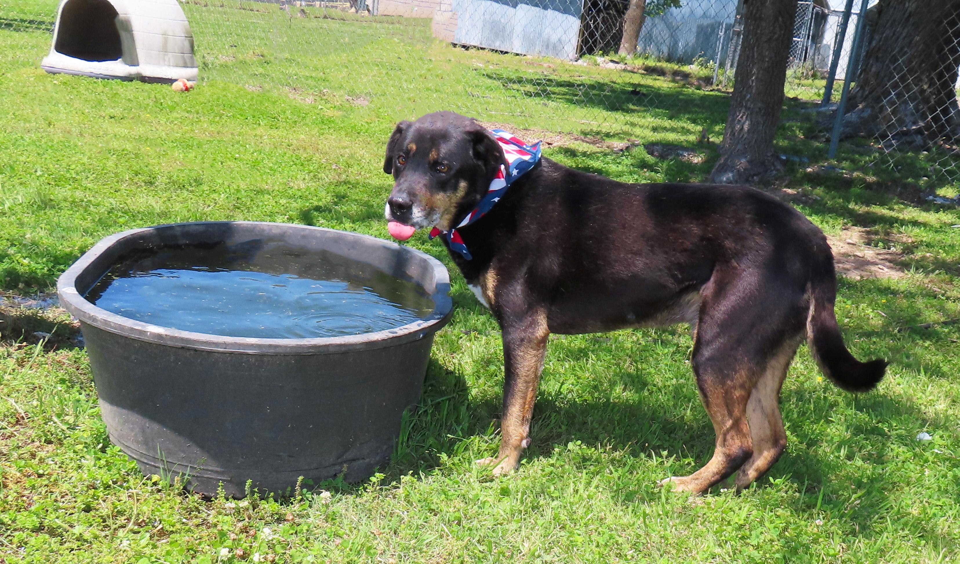 Enlarge Casey Jones  26C-52, a ADOPTABLE mixed breed in Rogers, AR image 4/5