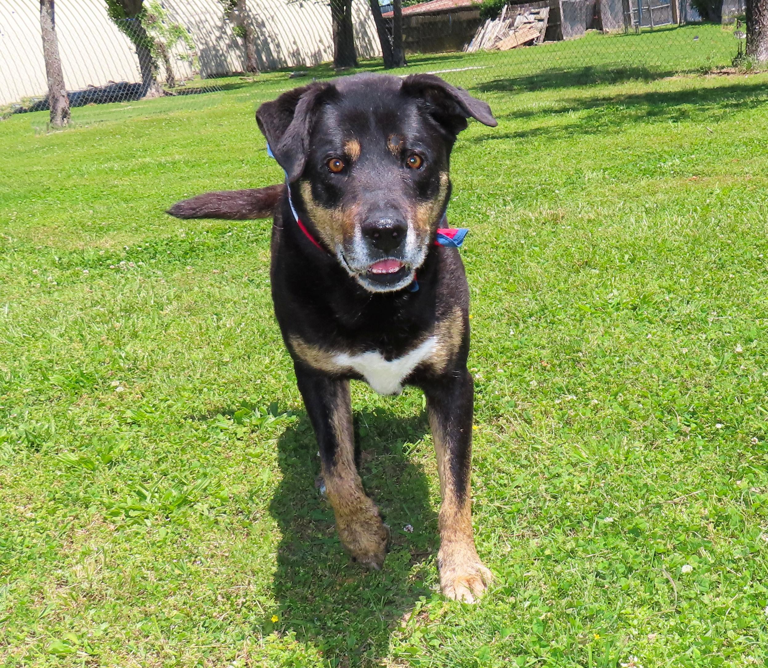 Enlarge Casey Jones  26C-52, a ADOPTABLE mixed breed in Rogers, AR image 5/5