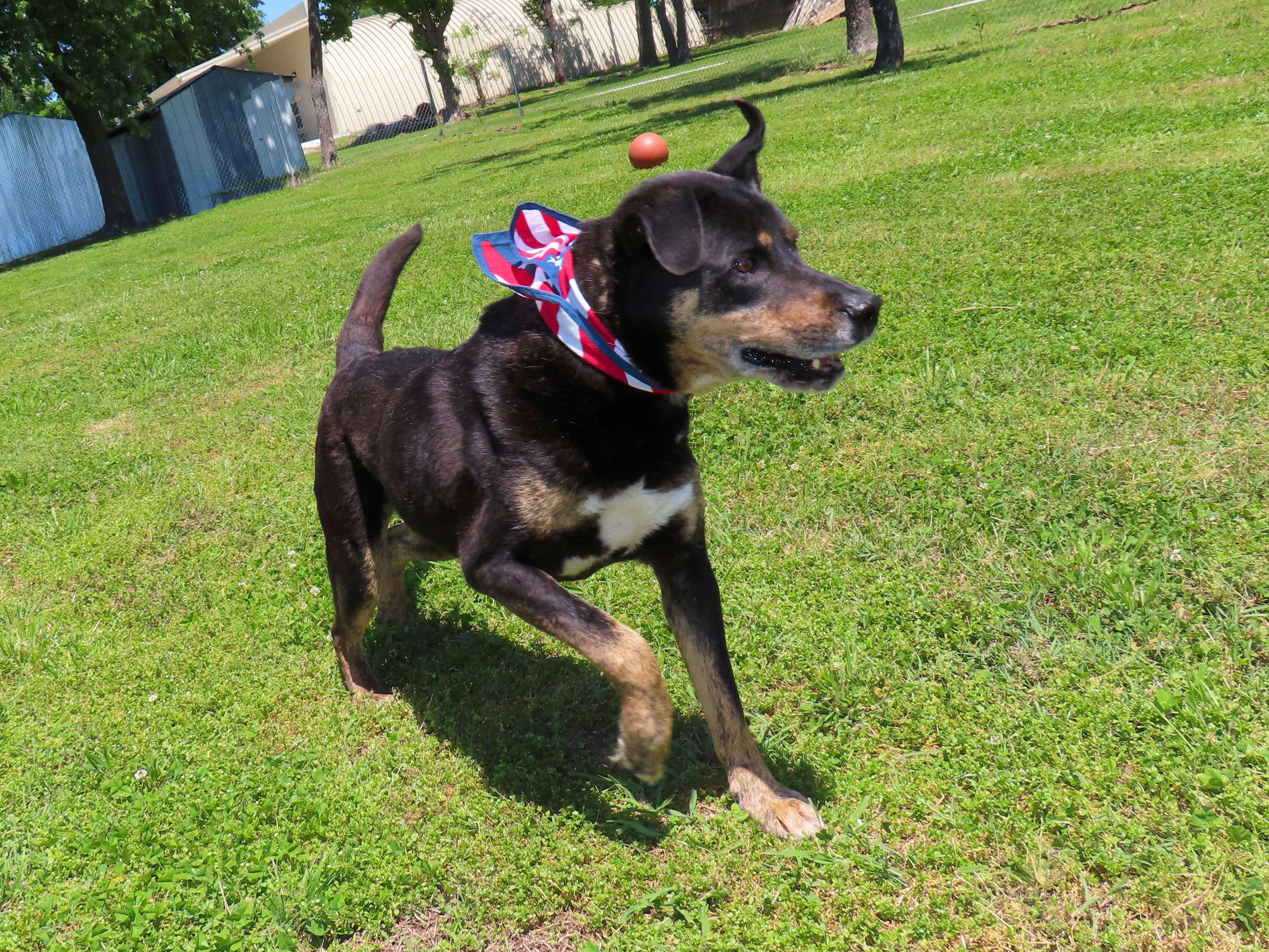 Enlarge Casey Jones  26C-52, a ADOPTABLE mixed breed in Rogers, AR image 2/5