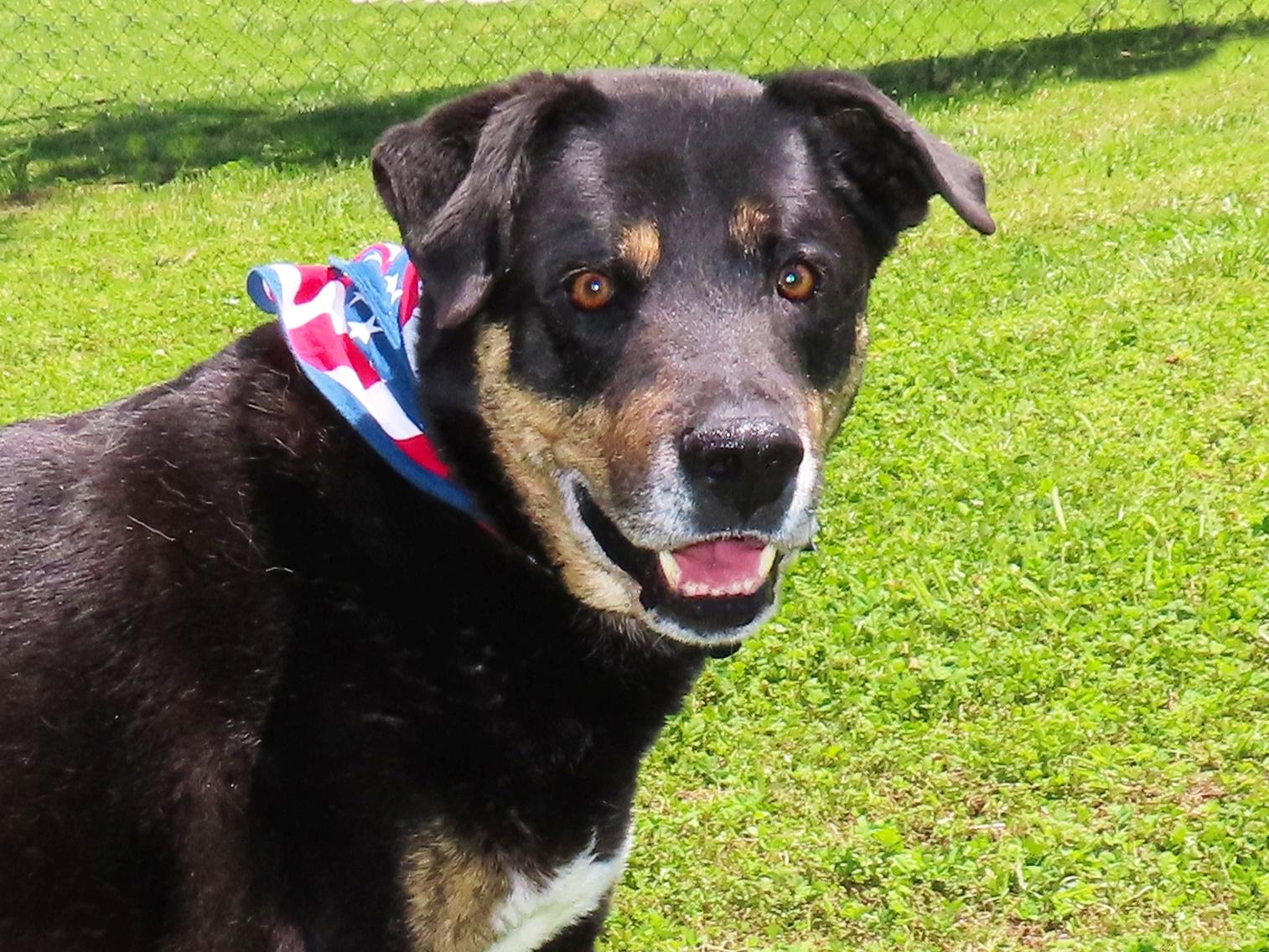 Enlarge Casey Jones  26C-52, a ADOPTABLE mixed breed in Rogers, AR image 1/5