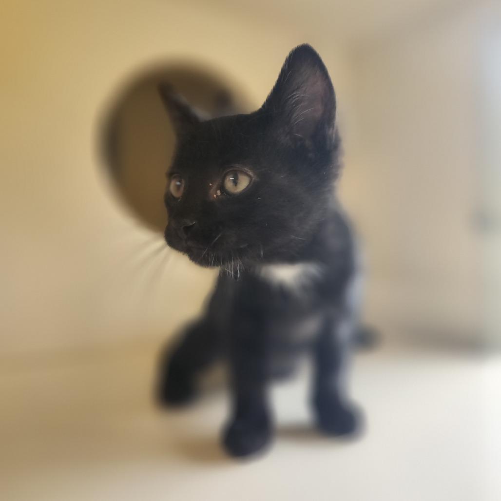 Salem, Adoptable, Kitten Male Domestic Short Hair.