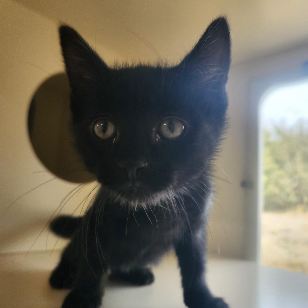 Enlarge Salem, a Adoptable Domestic Short Hair in Pullman, WA image 2/2
