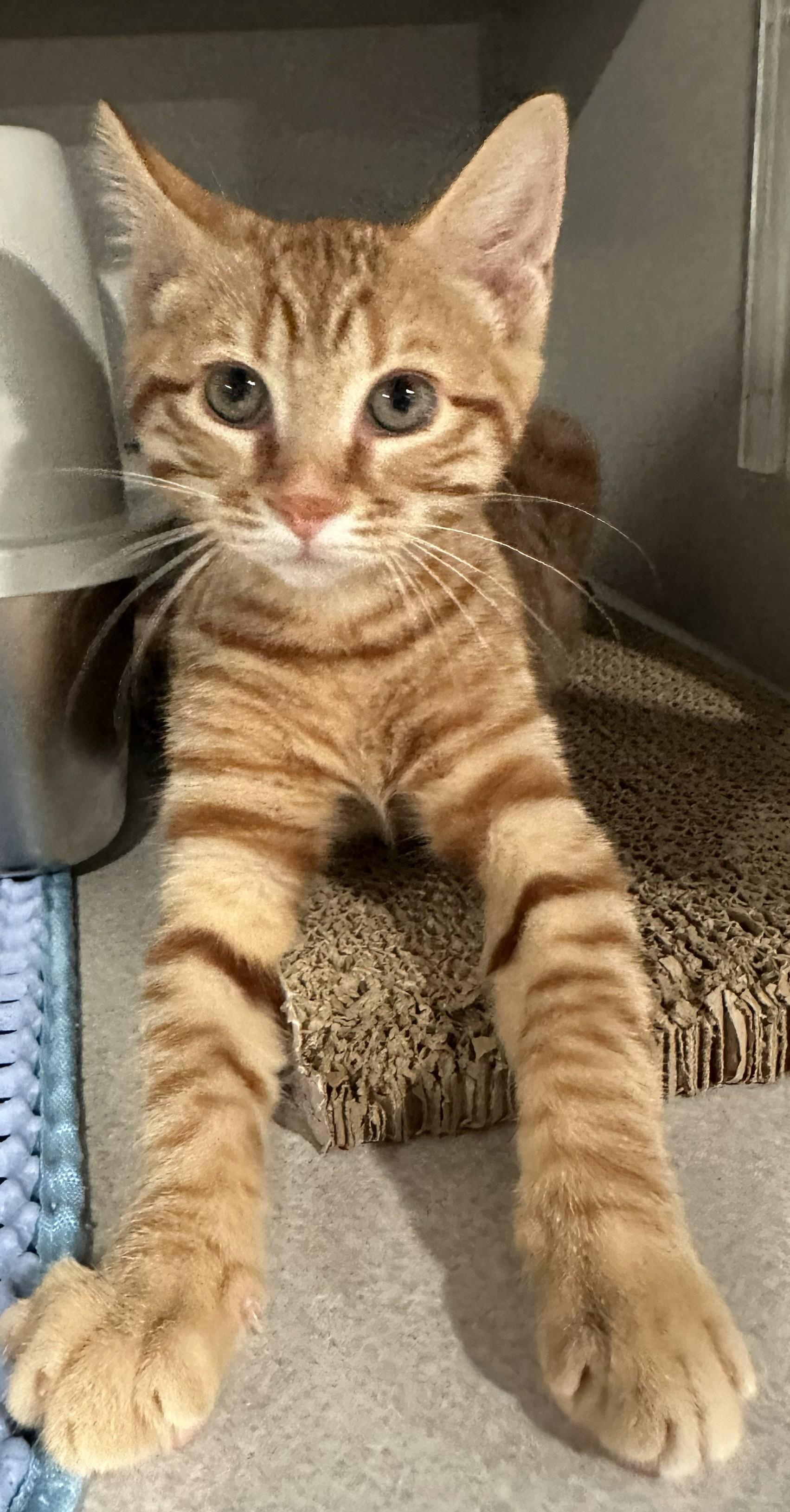Canolli, Adopted, Young Female Domestic Short Hair.