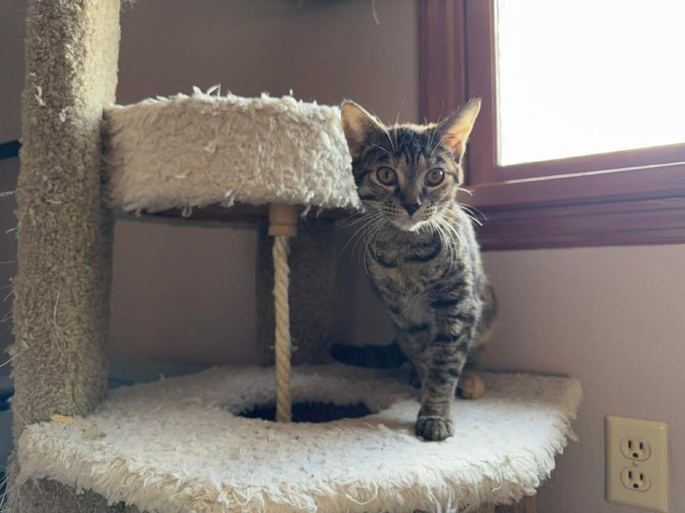 Enlarge Sandy, a ADOPTABLE Domestic Short Hair in Saint Charles, MO image 2/3