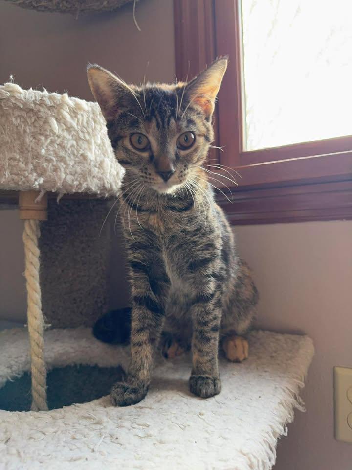 Enlarge Sandy, a ADOPTABLE Domestic Short Hair in Saint Charles, MO image 3/3