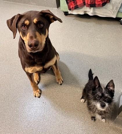 Kalua, Adoptable, Adult Female Doberman Pinscher & German Shepherd Dog.