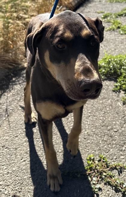 Kalua, a Adoptable mixed breed in Roseville, CA image 2/3