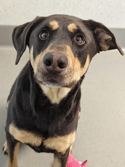 Kalua, a Adoptable mixed breed in Roseville, CA image 3/3